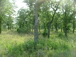 Lot View