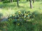 Flowering Cactus