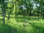 Lot 202 Ridgeline Drive,  Chico, TX 76431