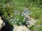 Abundant Wild Flowers