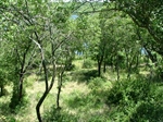 View to the Lake