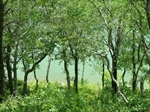 View to the Lake