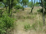 Lot View