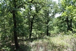 Nicely Treed