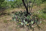 Flowering Cactus