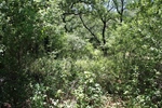 Nicely Treed