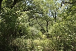 More Trees