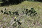 Wild Flowers