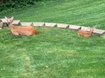 Friends enjoying the Back Yard 