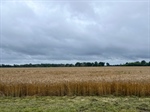 IMG_8090