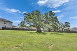Green Space and Oak Tree Across Culdesac-2689