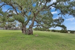 Green Space and Oak Tree across Culdesac -2709