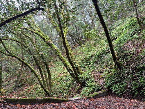 11285 Dell Ave, Forestville, CA 95436