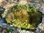 Close-up of pond