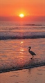 09 Sunrise Egret
