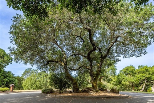 Rim Rock Way, Santa Rosa, CA 95404