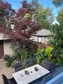 backyard 3