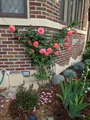 Summer Photos