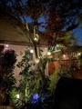 backyard night