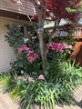 backyard 4