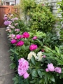 side yard