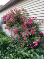 side yard 2