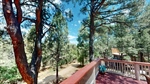 13-Forest-08032026_151902