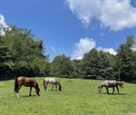Paddocks