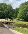 Bent Tree Trail Rides