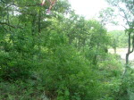 Lush Foliage