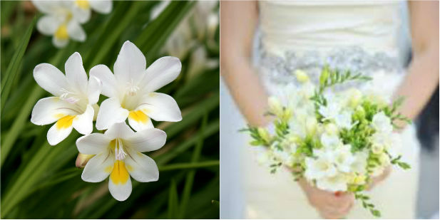 Freesia flower guide for march