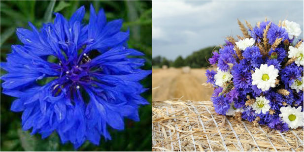 cornflower