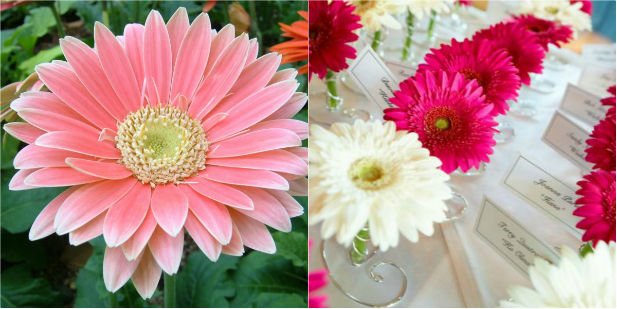 gerbera