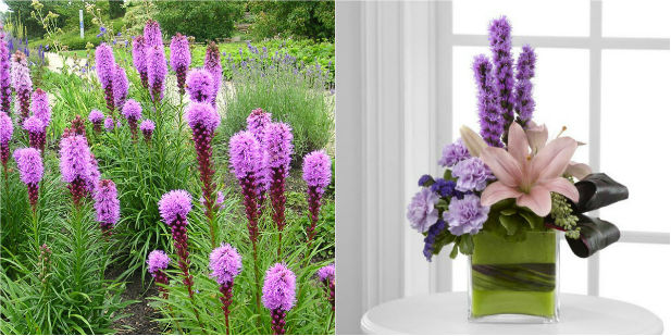 liatris