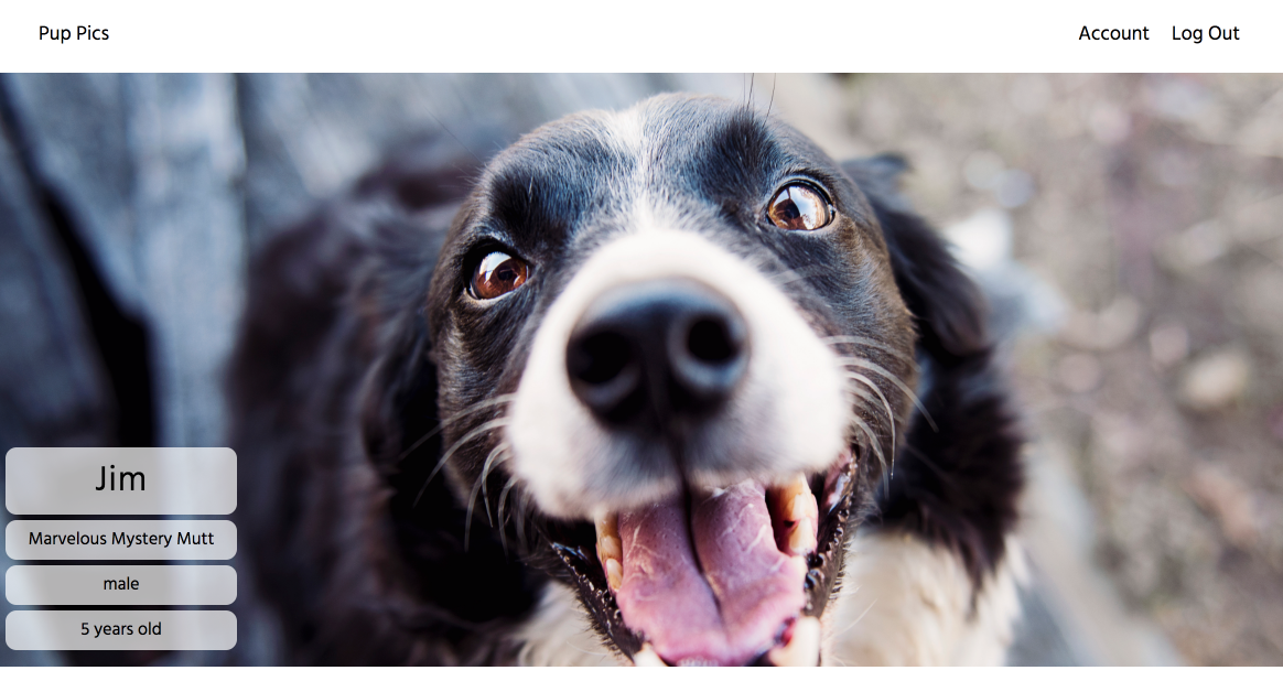 pup pics profile page