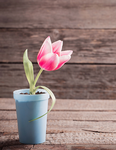 pink tulip in pot on wooden background