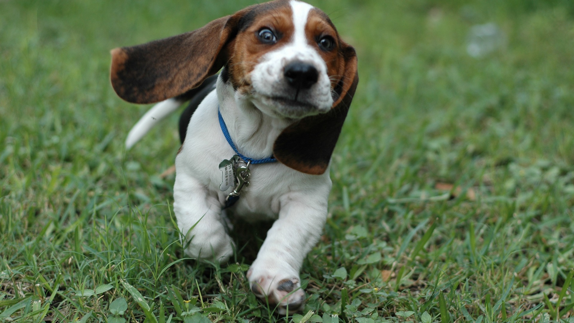 這不是米格魯！巴吉度獵犬驗明正身 | 狗狗、動物百科、米格魯、巴吉度、獵犬 | 生活發現 | 妞新聞 niusnews