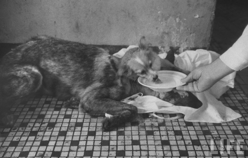 走出神話的雙頭犬 歷史上的狗植頭實驗 狗狗、雙頭犬、雙頭狗、雙面、雙頭 生活發現 妞新聞 niusnews