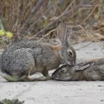 Bunny Love by Joe Chandler