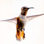 Hummingbird in Flight by Robert Kennison