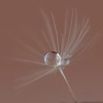 Macro by Ryan Brown