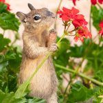 Don't Fret! Flowers Make Any Day Better by Ayla Qureshi