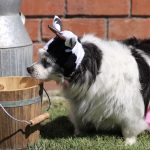 Udderly Adorable by Heather Toller