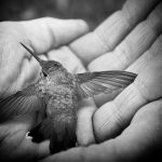 Rescued by Eileen Brabender