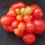 Attack of the Killer Tomato by Bill Maloney