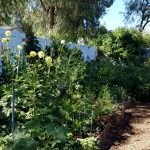 Family Garden by Amy Dillon