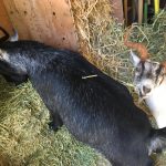 This Alfalfa Makes Our Horns Grow by Danika and Piper Prijatel