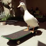 Skateboarding Duck by Luke Goldade