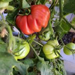 Our Tomato Plant by Reese Ramirez