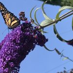 Butterfly on a Buddleja Flower by Julia Woodward